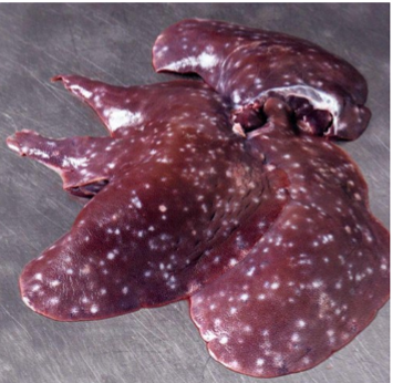 <p>what parasite causes these lesions in the liver? what is the host?</p>