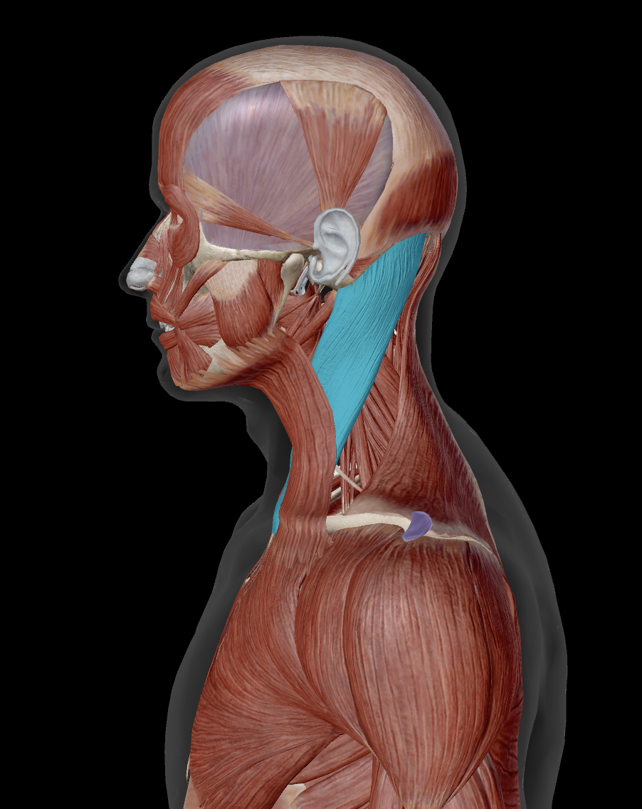 <p>Where does sternocleidomastoid insert?</p>