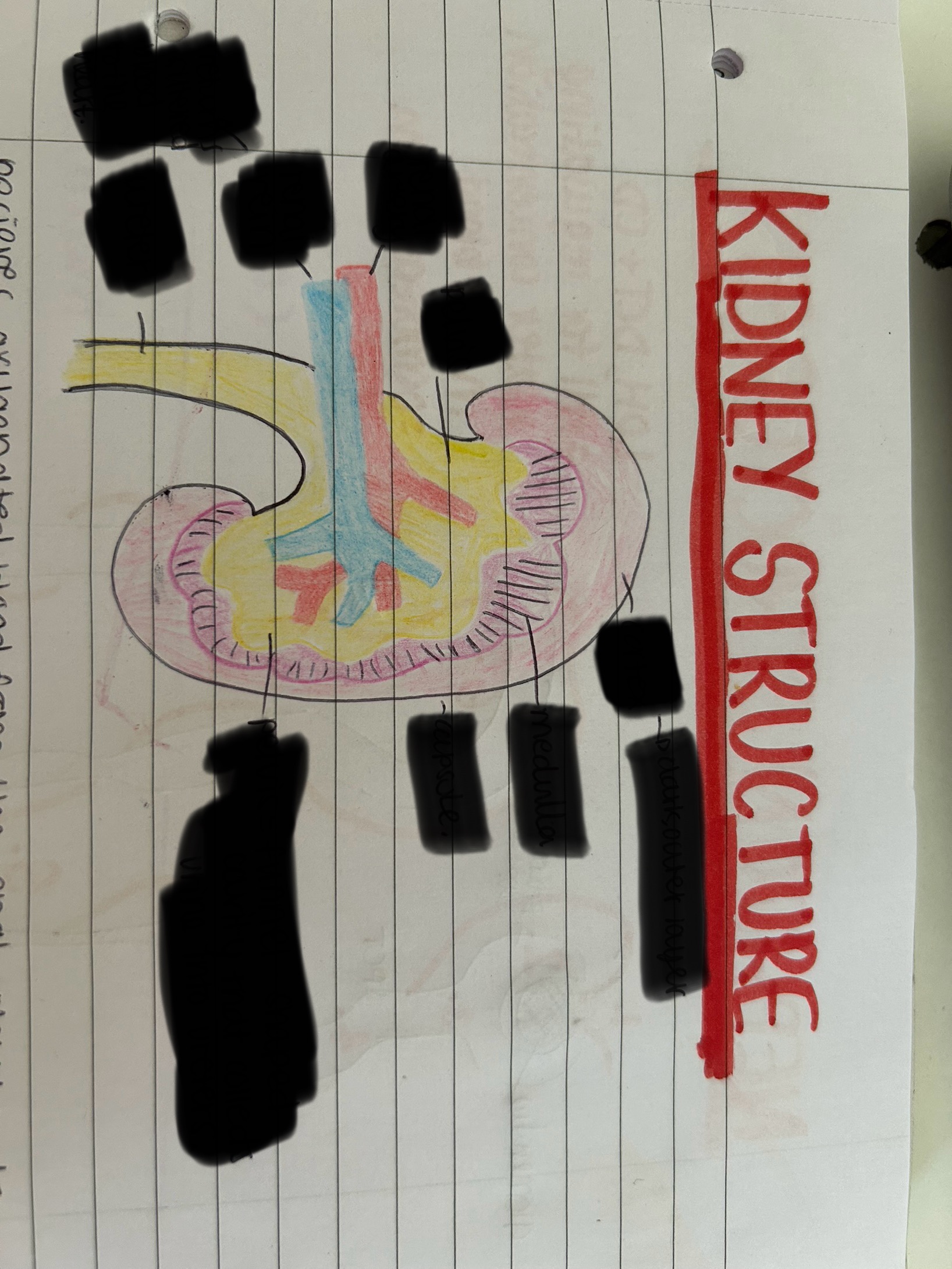 <p>Label the parts of the kidney </p>