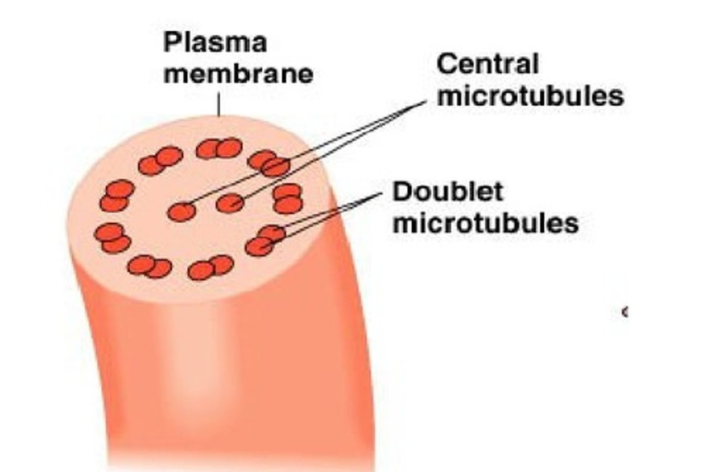 <p>- inside the plasma membrane</p><p>- complex structure:</p><p>- 9 x 2 (9 pairs of microtubules)</p><p>- made of protein actin</p><p>- for motility</p><p>- undulates back and forth</p>