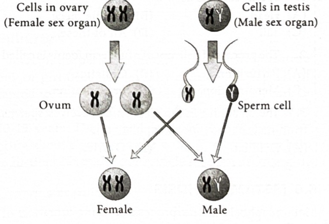 <p>There are 2 types of sperm cells, either X chromosome or Y. If the X meets the ovum then its a girl as a girl has XX chromosome but if it is Y sperm then it’ll be a boy as they have XY chromosome</p>