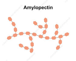 <p><em><u>Function of Amylopectin:</u></em></p><ul><li><p>Many <strong>side branches</strong> - Means they are easily hydrolysed<br><br><br>— Allow enzymes to break down the molecule easier, to get access to the glycosidic bonds and break them down easier, allowing glucose to be released quickly<br></p></li></ul><p></p>