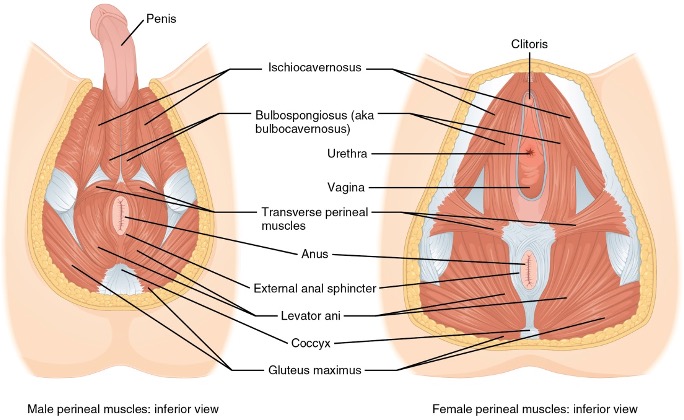 <p>external anal sphincter</p><p>bulbospongious</p><p>ischiocavernosus</p>