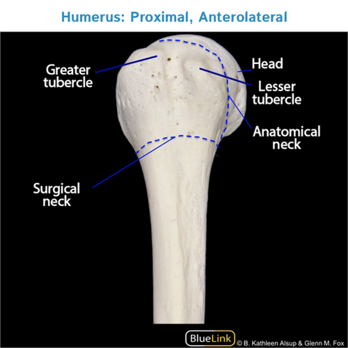 <p>A small round projection that allows connective tissues to connect to the bone (e.g. greater or less tubercle in humerus)</p>