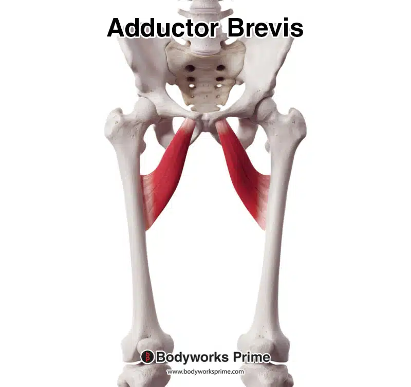 <p>A muscle that adducts and laterally rotates the thigh, found in the inner thigh below the adductor longus.</p>