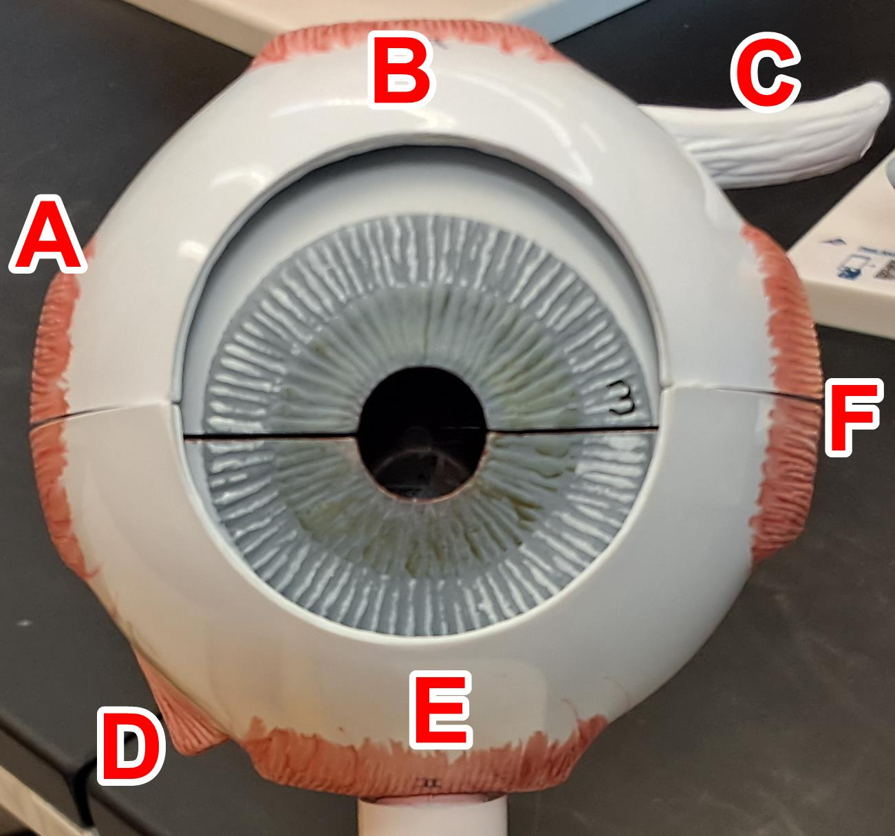 <p>Determine the extrinsic eye muscle at label C</p>