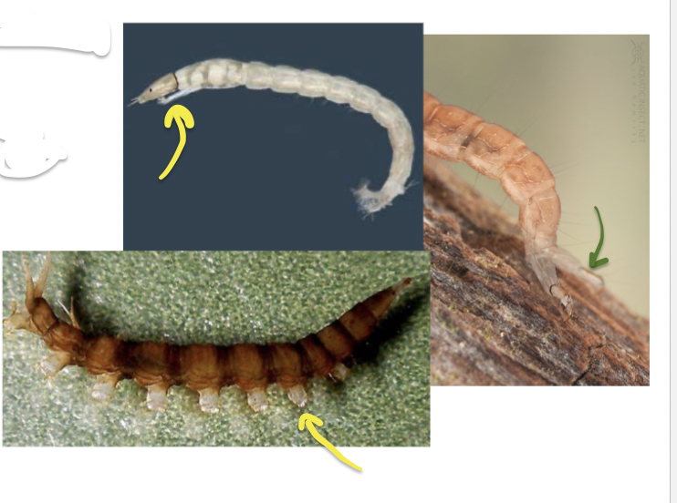 <p>What are these features called? Once you think you have identified them, do they have claws, hooks or hairs?</p>