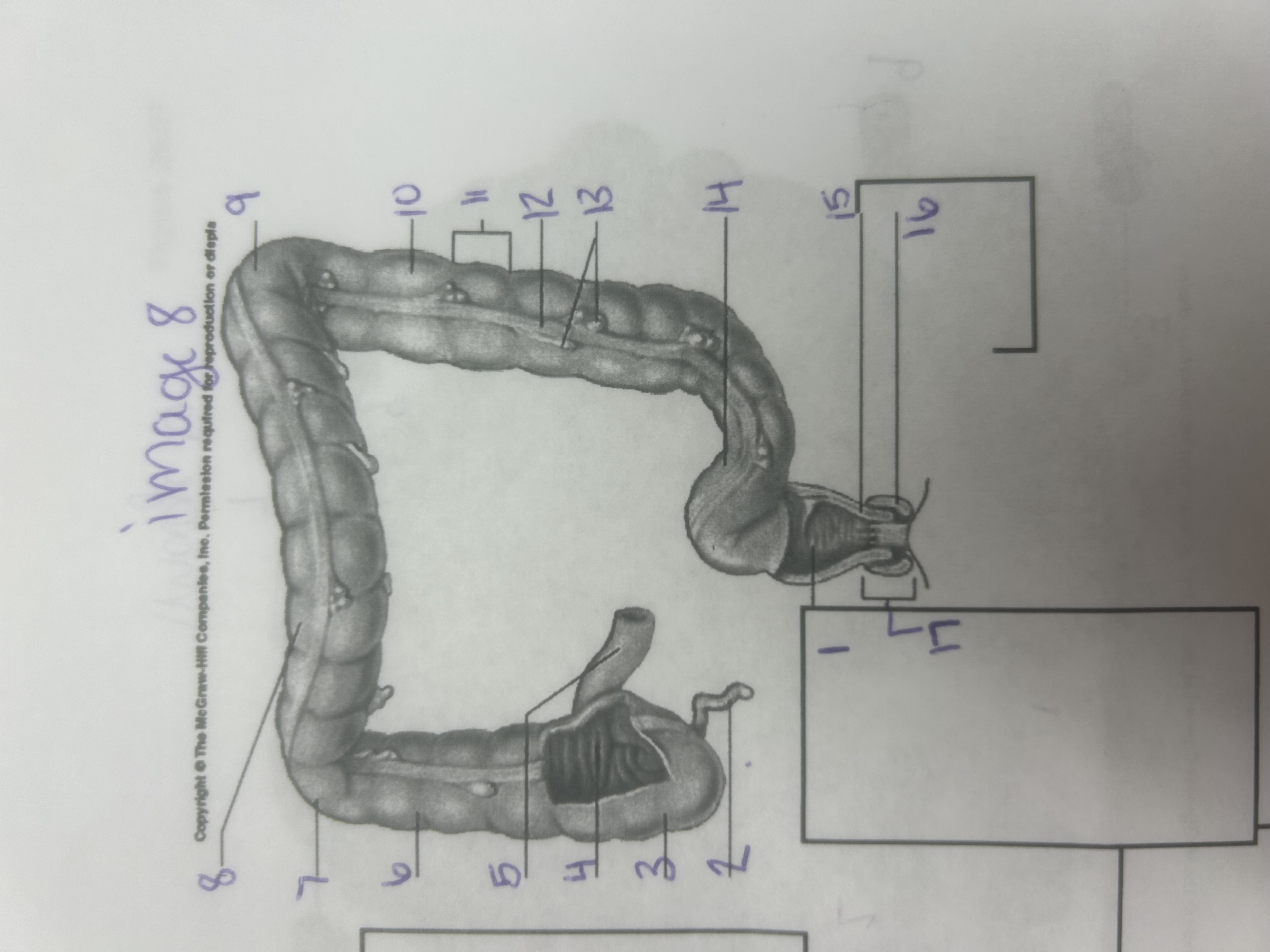 <p>17</p>