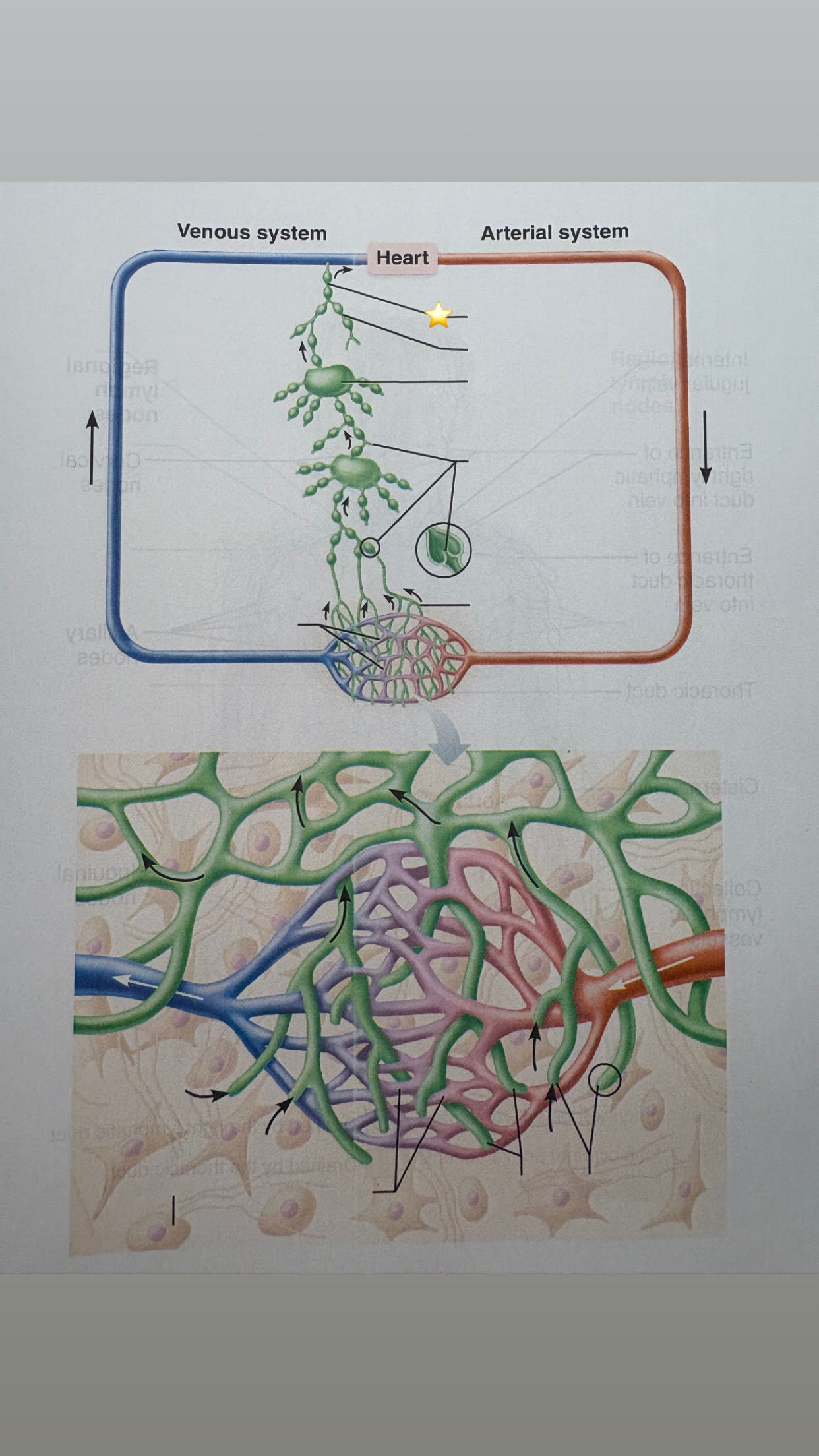 <p>name the starred structure</p>