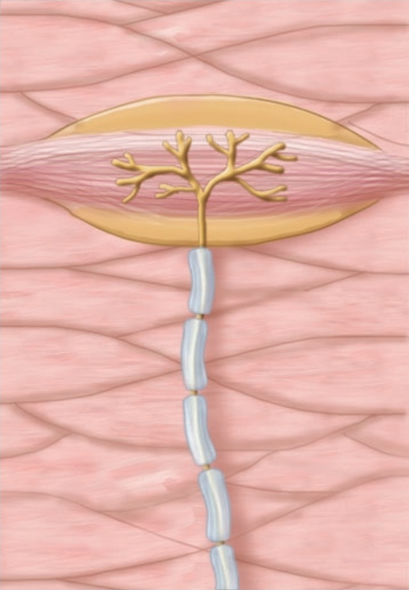 <p>skin distortion, deep pressure</p>