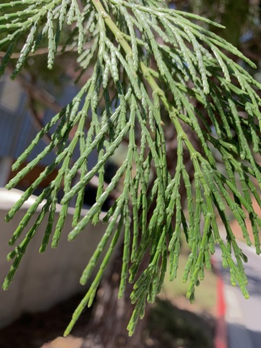 <p>Flat foliage, stack scale like and opposite, scales are rectangular with 3 points. FRAGERENT, shiny medium green color, trunk has a strong red color and flaky.</p>