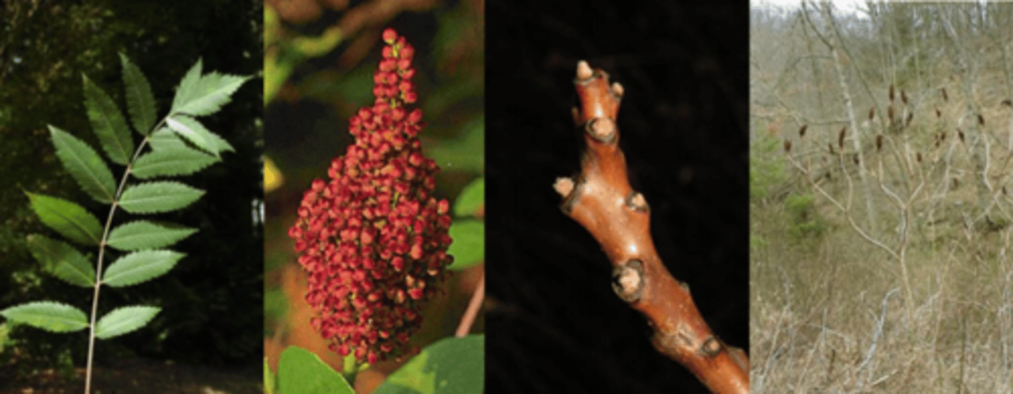 <p>Leaves: alternate, featherlike arrangement; pinnately compound, 12-16” long; rachis smooth and lacking wings (as opposed to winged sumac); 15-23 leaflets, longest leaflets near middle of leaf; leaflets longer than broad to lanceolate; tip pointed, base rounded; margin coarsely serrate; upper surface dark green, shiny; lower surface lighter to conspicuously white; broken leaves and rachis exude a sticky, milky sap. Red leaves in the fall.</p><p>Fruit: August-September, compact clusters, erect, persistent; fruit globe-shaped, about 1/8” in diameter; dark red with red, velvety hairs. </p><p>Twigs: rigid, smooth, with white glaucous bloom; reddish brown to purplish; broken twigs exude white, milky sap; part of season’s twig-growth dies back during winter. Teeny tiny golden, fuzzy globose buds.</p><p>Form/Silvics: occurs in upland prairies, thickets, idle fields, borders and openings of woods, roadsides and along railroads.</p>