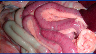 <p><span style="background-color: transparent;">Proximal Enteritis</span></p>