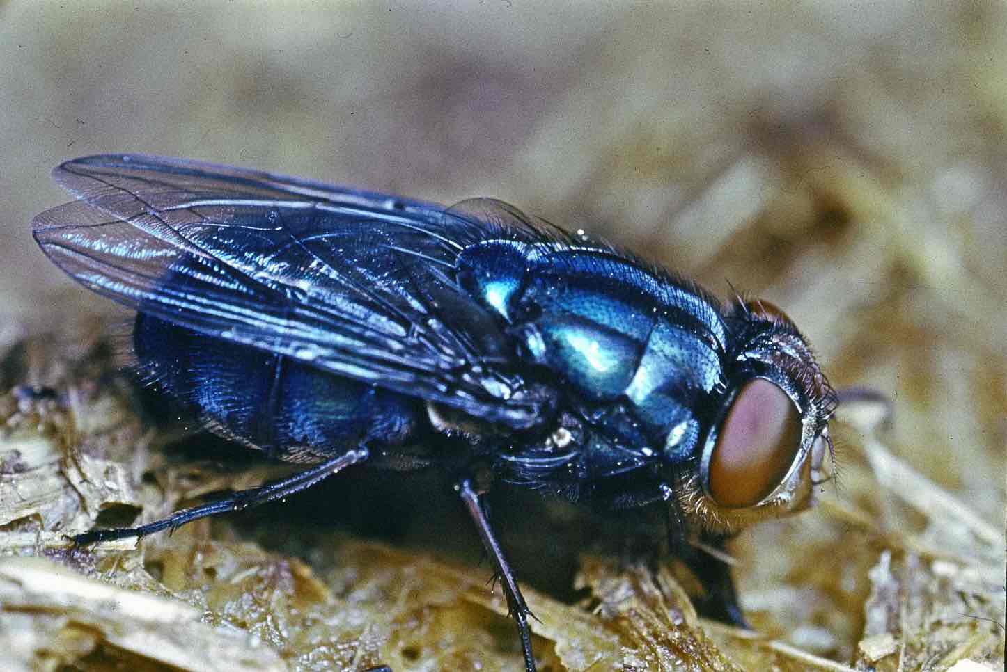 <p><em>Calliphora</em></p>