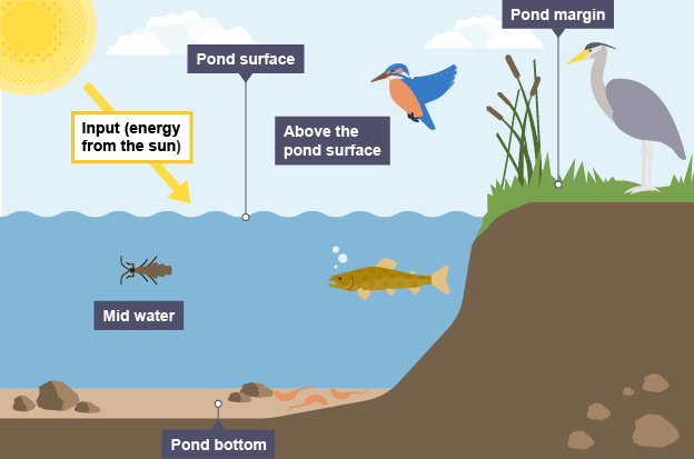 <p><strong><span>Pond bottom:</span></strong></p><ul><li><p><strong><span>Conditions:</span></strong><span> Little oxygen and light.</span></p></li><li><p><strong><span>Organisms:</span></strong><span> Decomposers - eg. Water worms</span></p></li></ul><p><strong><span>Mid water:</span></strong></p><ul><li><p><strong><span>Organisms:</span></strong><span> Fish (main predators) + animals that breathe through gills</span></p></li></ul><p><strong><span>Pond surface:</span></strong></p><ul><li><p><strong><span>Conditions:</span></strong><span> Plenty of oxygen and light.</span></p></li><li><p><strong><span>Organisms:</span></strong><span> Ducks, tadpoles + animals that breathe through gills, skin, or lungs</span></p></li></ul><p><strong><span>Pond margin:</span></strong></p><ul><li><p><strong><span>Conditions:</span></strong><span> Lots of light and oxygen; plants thrive.</span></p></li><li><p><strong><span>Organisms:</span></strong><span> Frogs &amp; insects sheltered by plants.</span></p></li></ul><p><strong><span>Above the pond surface:</span></strong></p><ul><li><p><strong><span>Organisms:</span></strong><span> birds (eg. Kingfishers) + flying insects (eg. dragonflies)</span></p></li></ul>