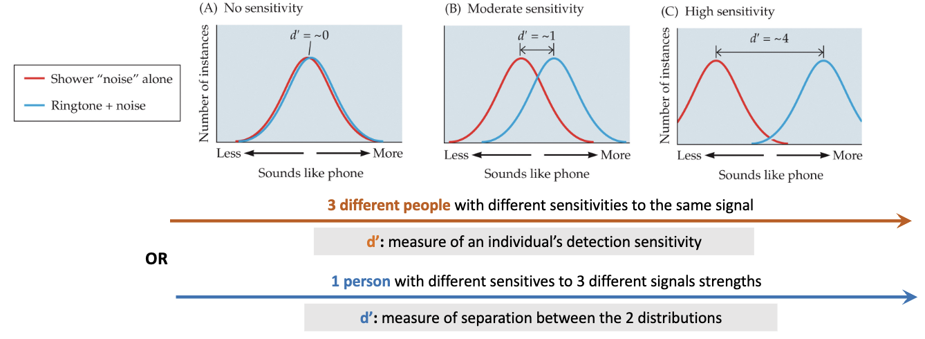 <ul><li><p>sensitivity to a stimulus is illustrated by the separation bet. the distribution of your response to noise alone and sig+noise </p><ul><li><p>by knowing relalationship of hits to false alarms, can calc sensitivity measure, d’, if vol phone is higher → will have a high d’</p></li></ul></li></ul>