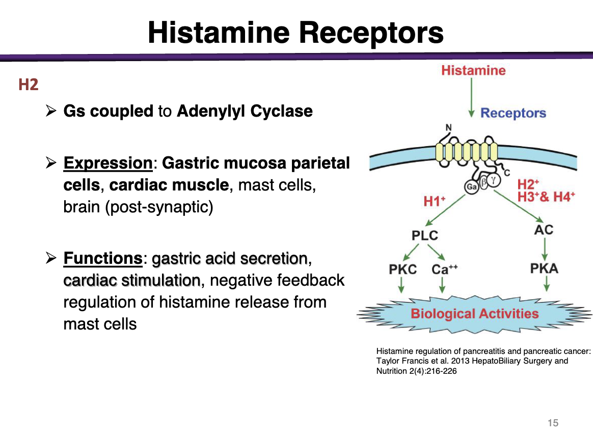 <p>Gs coupled to Adenylyl Cyclase </p><p><strong>Expression</strong>: Gastric mucosa and parietal cells, cardiac muscle, mast cells, brain (post-synaptic) </p><p></p><p><strong>Functions: </strong>gastric acid secretion, cardiac stimulation, negative feedback regulation of histamine release from mast cells </p>