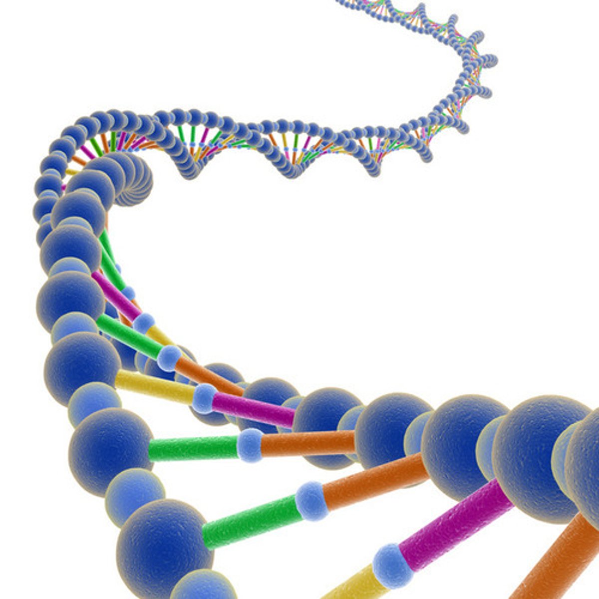 <p>(la) biología</p>