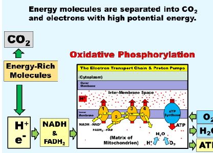 <p>Where does Co2 and eletrons come from before starting oxidative phosphorylation</p>
