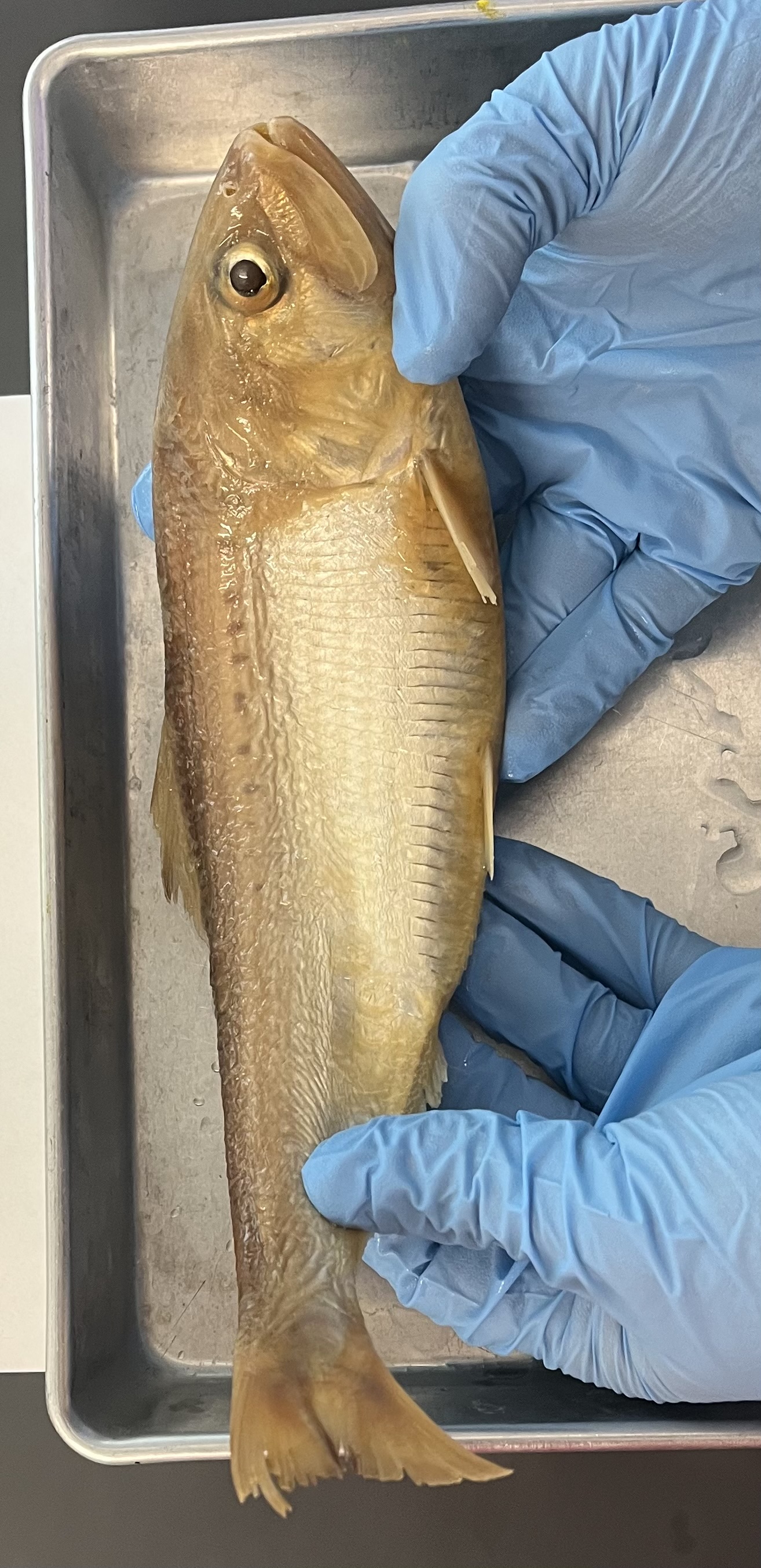 <p>Spots down lateral line</p><p>Long skinny mouth (can see gill rakers when opened)</p>