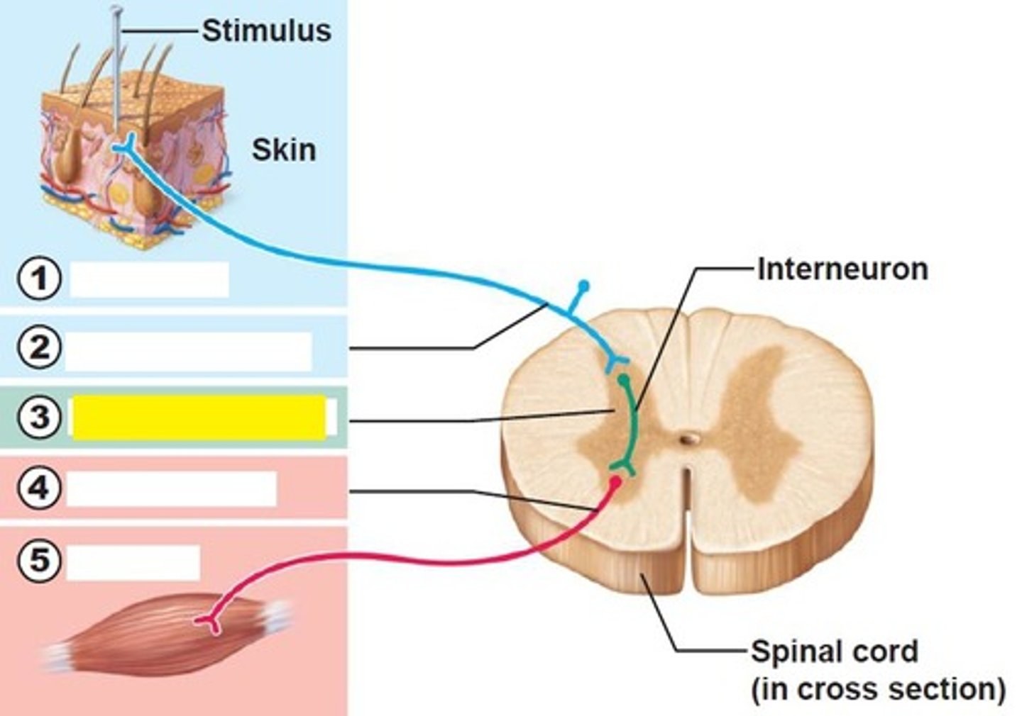 <p>either monosynaptic or polysynaptic region within the CNS</p>