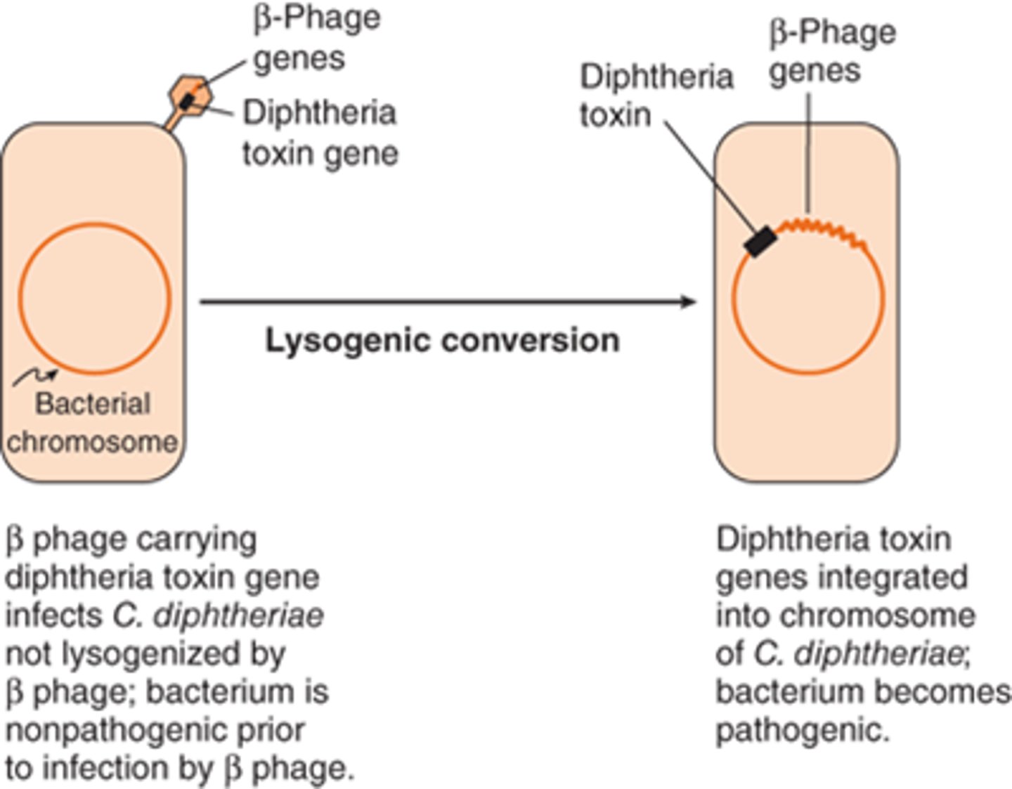<p>Alteration of a bacterial cell's phenotype by the insertion of a prophage into its genome. This is responsible for several different bacterial species' ability to produce toxin (e.g. cholera, tetanus, etc. )</p>