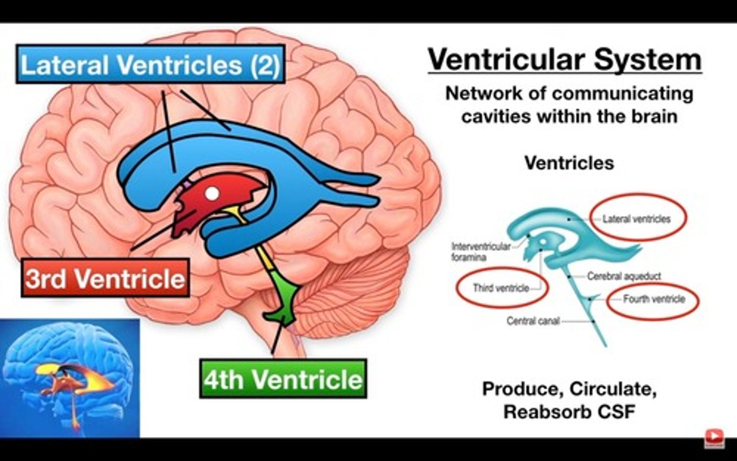 <p>A network of blood vessels and cells in the brain that produce cerebrospinal fluid.</p>