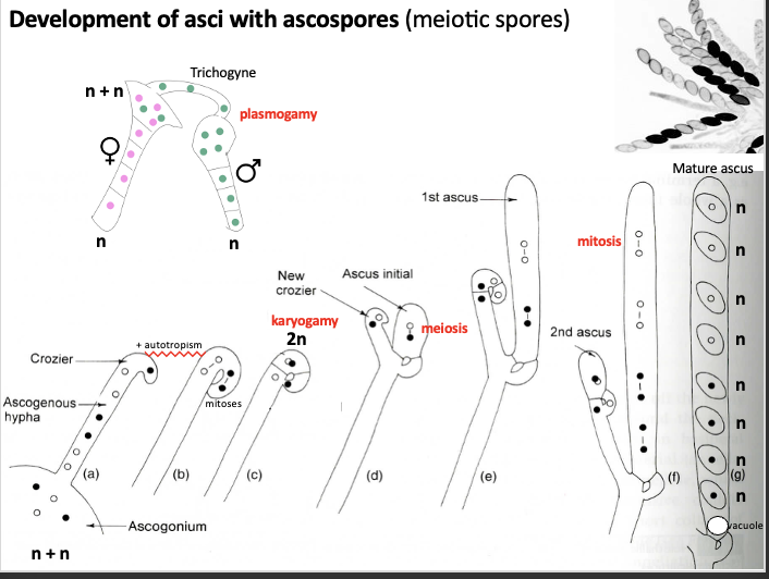 <ul><li><p>Development of sci with ascospores - two filaments one from male and other from female, at the tip there is repeated mitosis without cytokinesis so we end up with a lot of nuclei - these release pheromones which allows them to recognise that there is a female/male nearby<span> </span></p></li><li><p>> the female grows a filament towards the male that fuses with it (called a trichogyne) the nuclei from the male moves through the trichogyne and ends up in the tip of the female filament, so there is a mixture of female and male nuclei</p></li><li><p>The nuclei are lined up alternating female and male, they move into the tip of the filament - a hook shape is created by the tip moving in a positive autotrophic way -> mitosis occurs and the curved tip fuses with the same stem -> this forms a diploid cell<span> </span></p></li><li><p>Then the tip goes through meiosis (two male and two female nuclei) -> another round of mitosis which results in 4 female and 4 male nuclei, the result is the formation of 8 nuclei<span> </span></p></li><li><p>At the base of the tip there is a vacuole that forms internal pressure, this pushes the ascus pores together and essentially acts as a canon and disperses the ascus<span> </span></p></li></ul><p></p>
