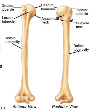 <p>longest bone of the upper limb, main bone of the upper arm</p>