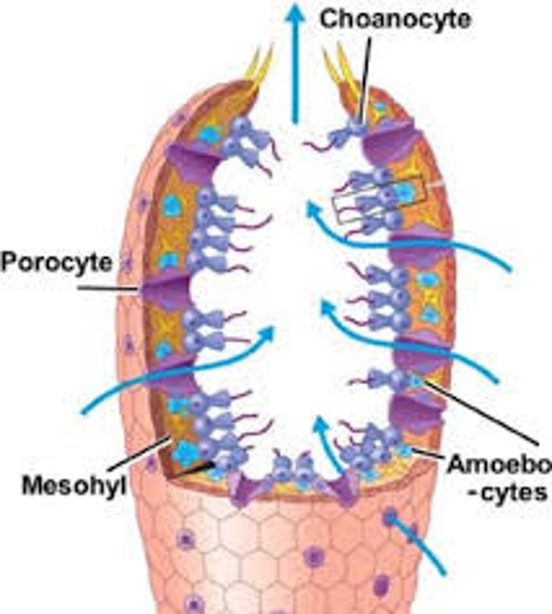 <p>Ring-shaped cells in a sponge;</p><p>Form pores (aka ostia)</p>