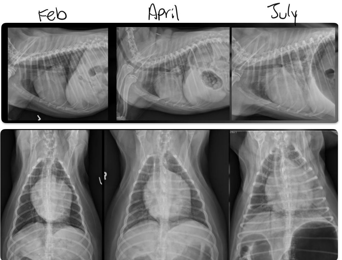 <p>at what point is this dog in heart failure</p>