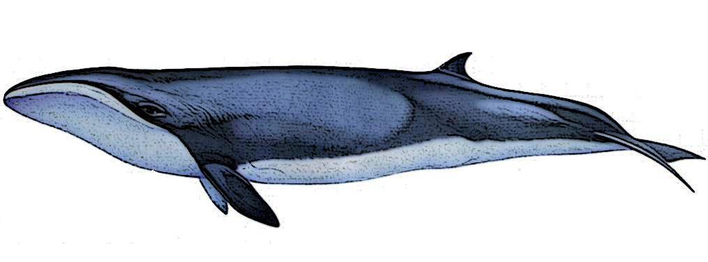 What’s the scientific name of the pygmy right whale?