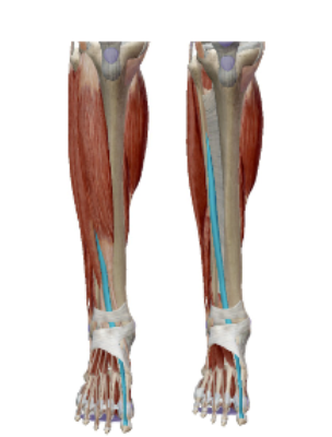 <p><span><span>M. Extensor Hallucis Longus</span></span></p>