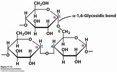 <p>storage polysaccharide, only carb store in animals, similar structure to amylopectin, provides rapid energy when needed and regulates blood sugar levels</p>