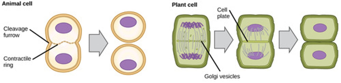 <p>vesicles from Golgi bodies</p>