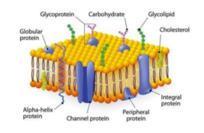 <ul><li><p>phospholipids </p></li><li><p>cholesterol</p></li><li><p>proteins</p></li><li><p>glycolipid and glycoprotein</p></li></ul>