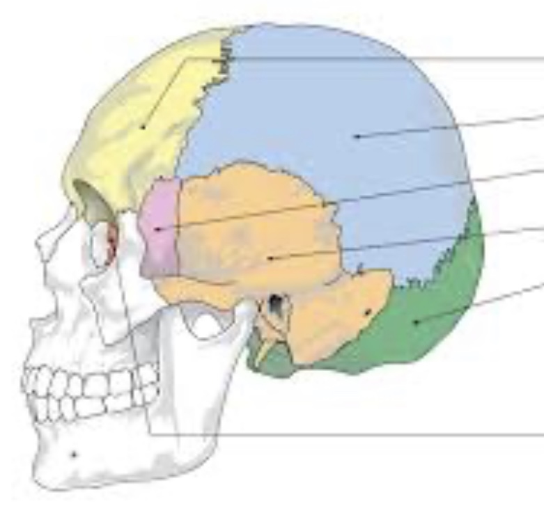 <p>What is the name of the bone in the yellow region?</p>