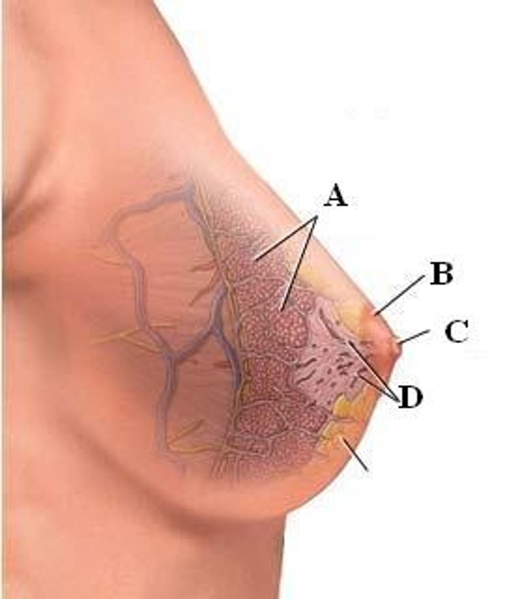 <p>breast</p>