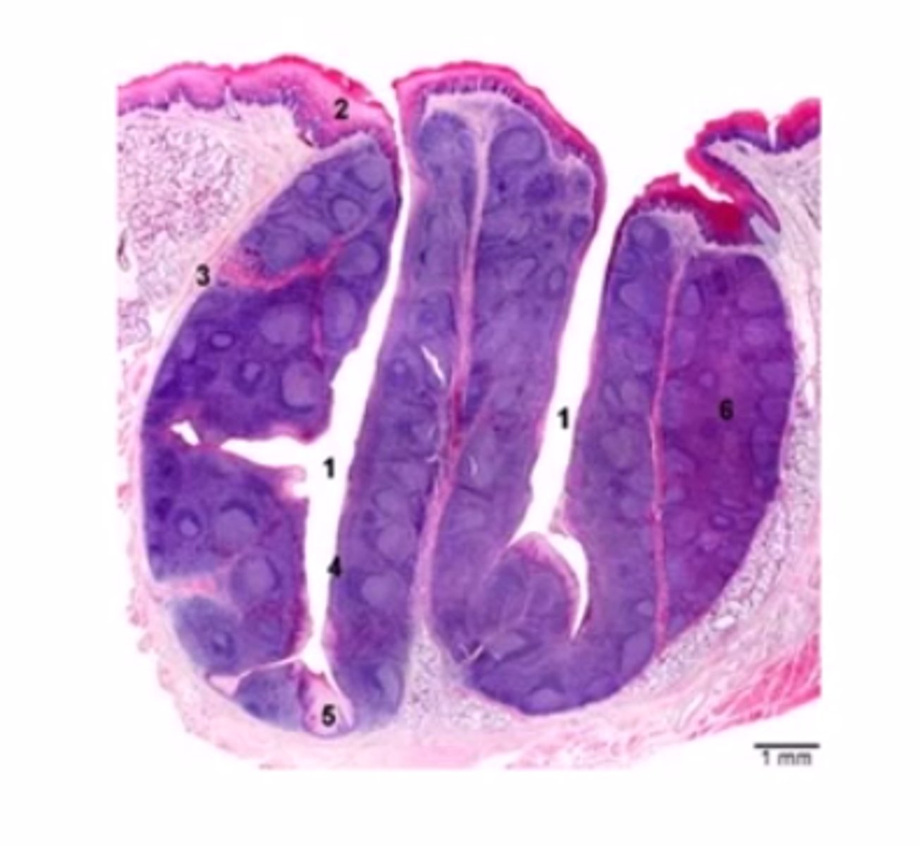 knowt flashcard image