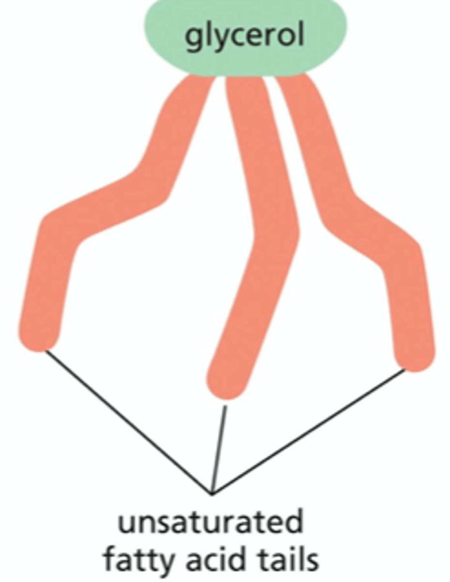 <p>the chain that has the double bond(s) does not contain the maximum # of hydrogen atoms that could be attached to its carbon backbone</p><p>creates a small kink in the tail which makes it more difficult for the tails to pack against one another -- for this reason, lipid bilayers that contain a large proportion of unsaturated hydrocarbon tails are more fluid than those with lower proportions</p>
