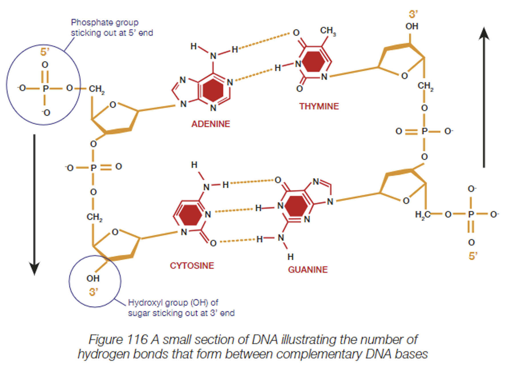 <p><mark data-color="green">DNA strands are directional and are read 5’ to 3’.</mark></p><p>The phosphate of one nucleotide is attached to the sugar of the next nucleotide.</p><p>This results in a <strong><mark data-color="green">backbone of alternating phosphates and sugars</mark></strong>. </p><p>The <mark data-color="green">structure of the phosphate-sugar backbone </mark>resulting in one end of the DNA strand ending in a phosphate, and the other ending in a sugar, g<mark data-color="green">ives the strand directionality</mark>. </p><ul><li><p>The <mark data-color="green">beginning</mark> of the DNA strand has a <mark data-color="green">phosphate</mark> (PO43—) sticking out, and is known as the <mark data-color="green">5’</mark> (“five prime”) end.</p></li><li><p>At the opposite <mark data-color="green">end</mark> of the chain, a sugar molecule exposed with a <mark data-color="green">hydroxyl group</mark> (OH) sticking out. This is called the <mark data-color="green">3’</mark> (“three prime) end of the DNA strand. </p></li></ul><p>The DNA sequence is therefore written in the 5’ to 3’ direction. </p><p>The phosphate group has a negative charge, giving the <mark data-color="green">DNA molecule an overall negative charge</mark>.</p><p>This charge can be used to help separate DNA molecules.</p>