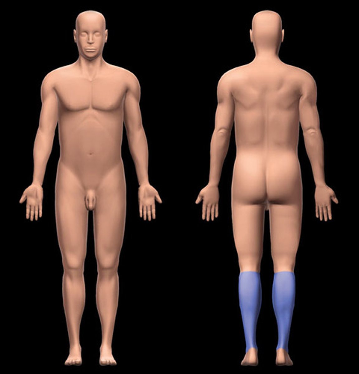 <p>Location:</p><p>Leg (posterior)</p><p>Description:</p><p>Subdivision of leg</p><p>Includes posterior muscular compartment</p><p>Skin, muscle tendons, nerves, and vessels posterior to posterior intermuscular septum of leg and interosseous membrane of leg</p>