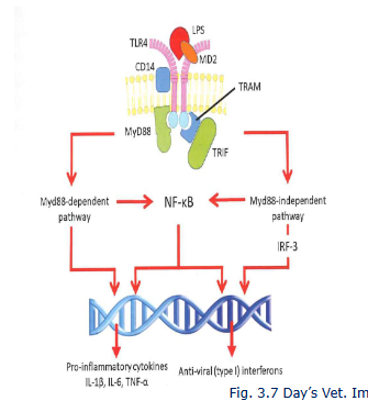 <p>NF-kB is a key nuclear transcription facot in M1 macrophages</p><p>Myd88 dependent and independent pathways</p><p>fast and long term inflammatory responses</p><p>chicken lack TRAM (TLR4 signalling is less orbust</p><p>IRF-3 is interferon response facotr</p>