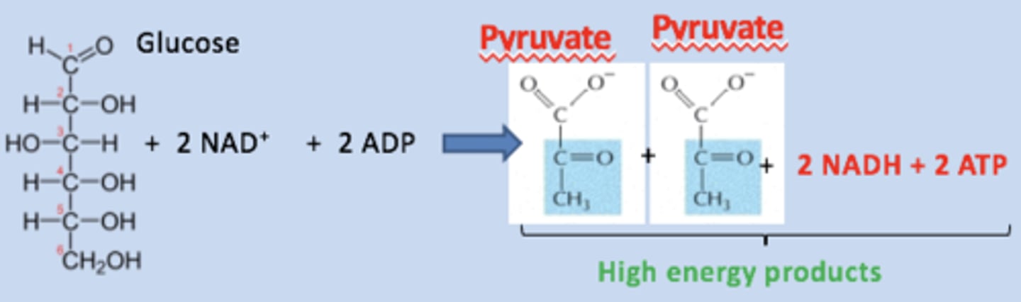 <p>-&gt;Pyruvate</p><p>-&gt;4 ATP</p><p>-&gt;2 NADHs</p>