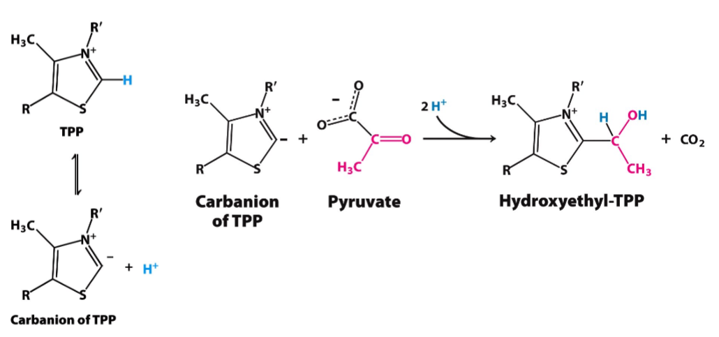 <ul><li><p>goal: converts pyruvate to hydroxyethyl-TPP (loss of CO2)</p></li><li><p>enzyme: pyruvate dehydrogenase (E1)</p></li><li><p>prosthetic: thiamine pyrophosphate (TPP) </p></li></ul>