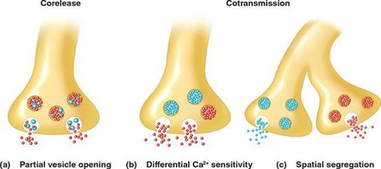 <p>transmitters are packaged in the same vesicles. Often, they will be different sizes and result in partial vesicle opening. Depolarization of cell controls opening of vesicle.</p>