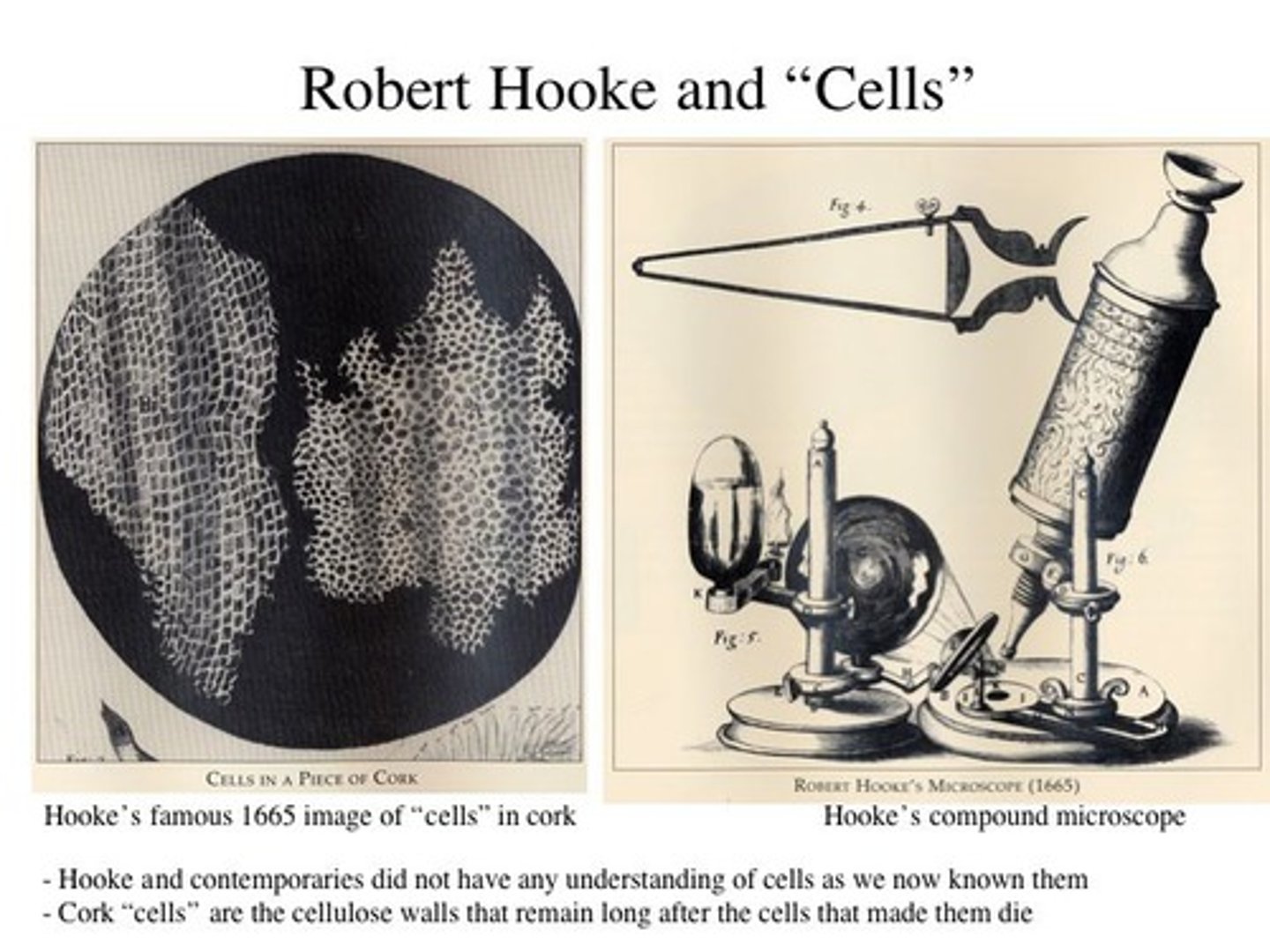 <p>(mid 1600s)<br>- coined the term 'cell'<br>- first to view non-living tissue<br>- published 'micrographia' - 1st to document images at that small magnification<br>- 100x mag</p>