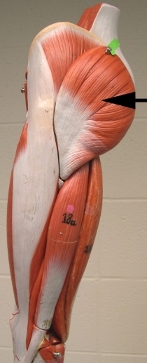 <p>Name the muscle indicated by the arrow</p><p>VIEW: posterior side of the lower limb</p>