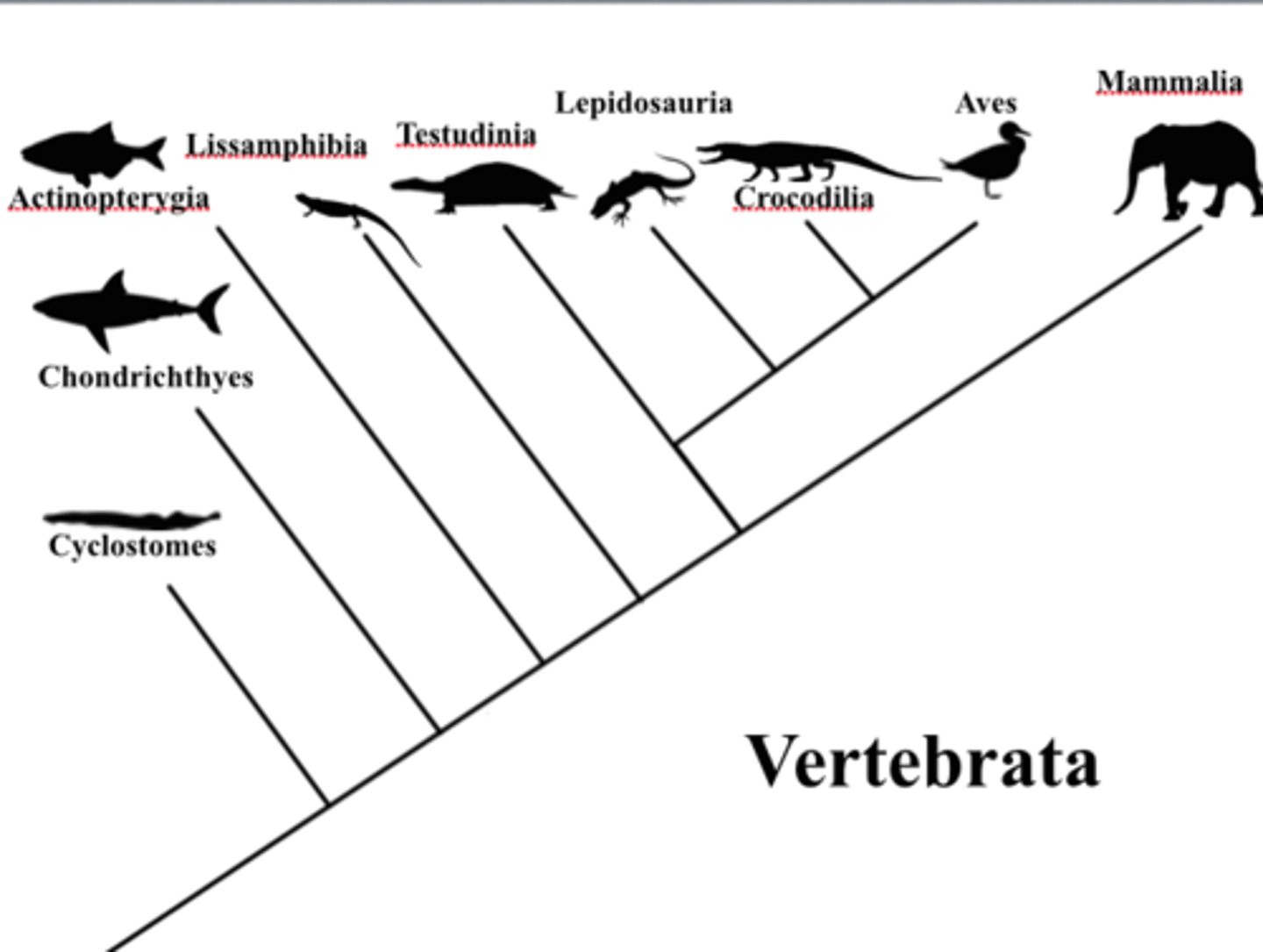 <p>Subphylum of Chordata which includes lampreys, sharks, fish, frogs, turtles, birds, humans, etc.</p>