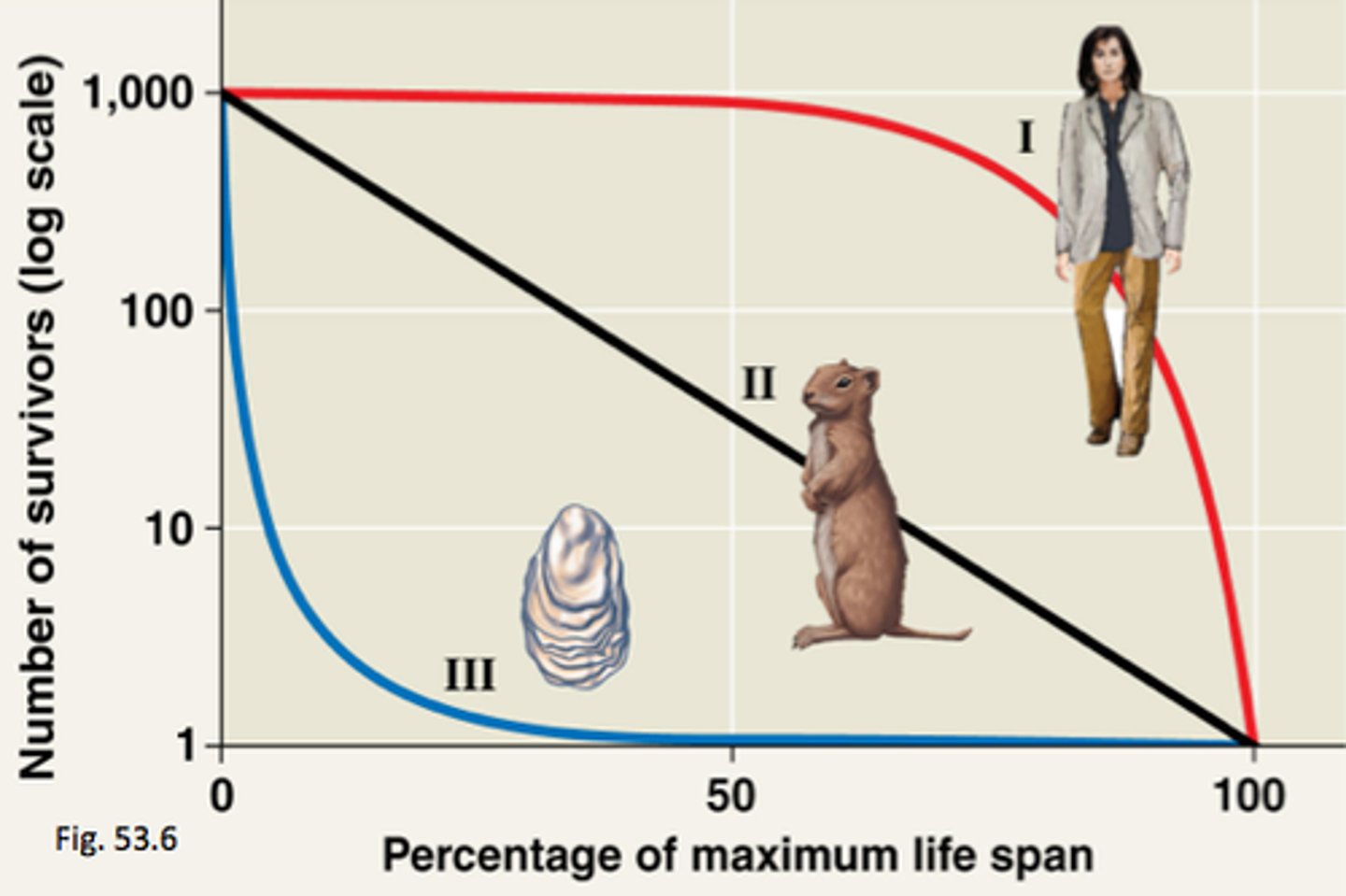<p>Type 1: most individuals survive to reproduction</p><p>Type 2: Constant risk of mortality at all ages</p><p>Type 3: most die as juveniles</p>